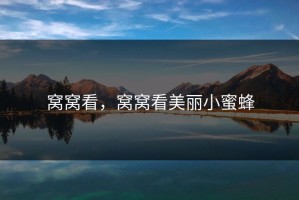 窝窝看，窝窝看美丽小蜜蜂