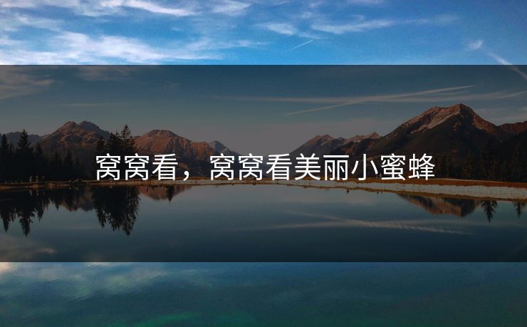 窝窝看,窝窝看美丽小蜜蜂 窝窝看,窝窝看美丽小蜜蜂